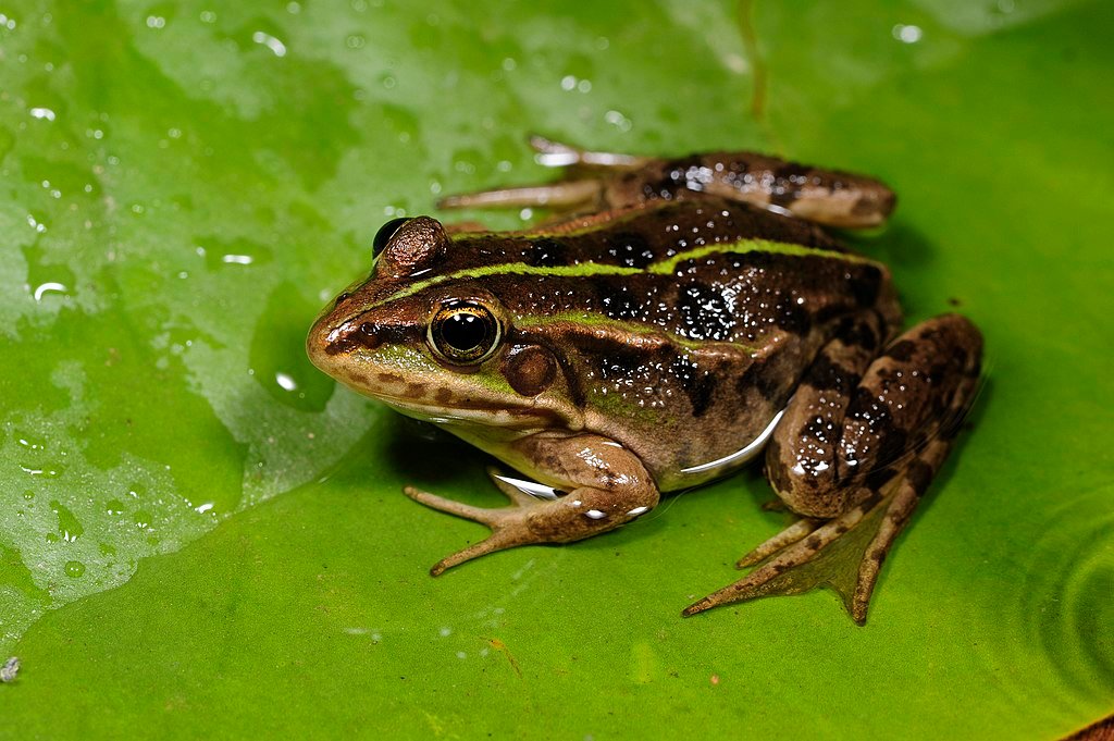 Albania Animals - Water Frog