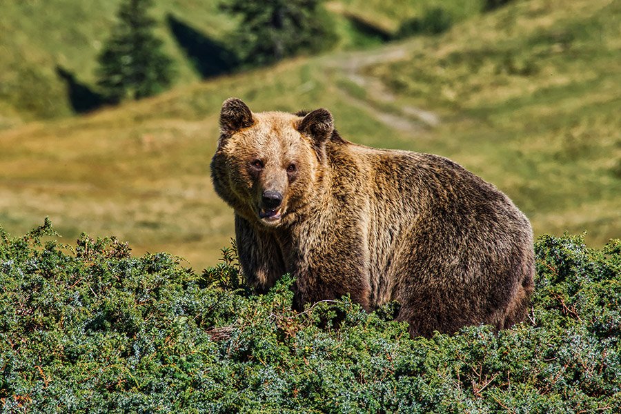 Animals in Austria - Eurasian Brown Bear