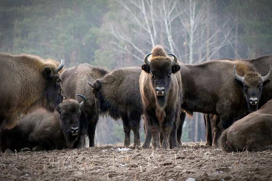 Animals in Austria - European Bison