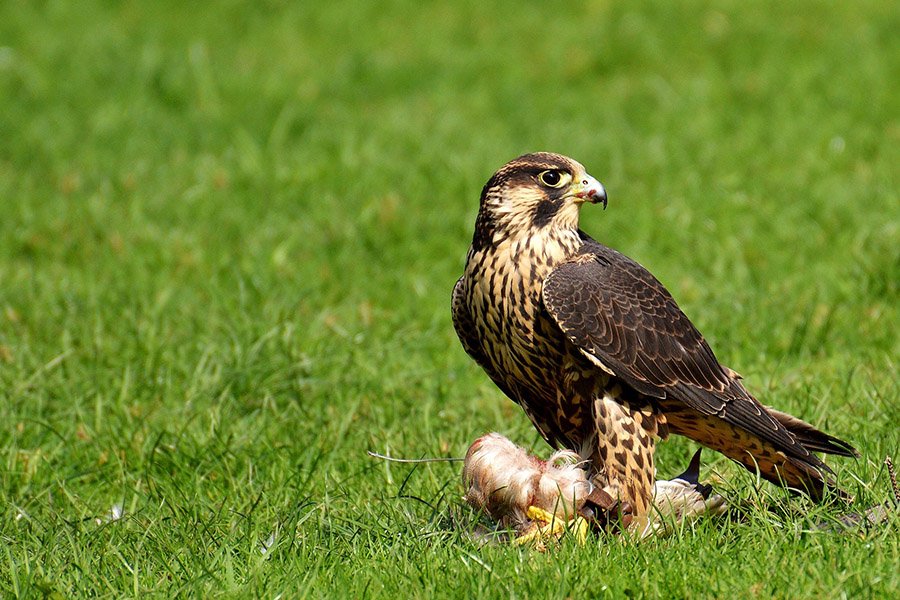 Animals in Austria - Peregrine Falcon