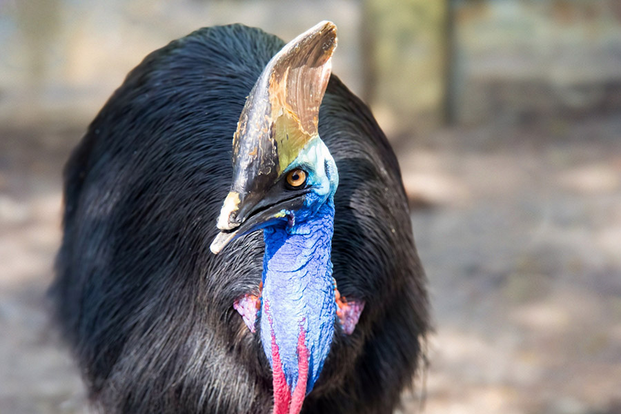 Australia Animals - Cassowary