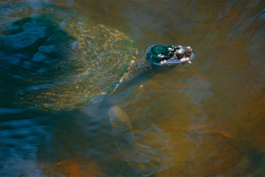 Australia Animals - Fitzroy River Turtle