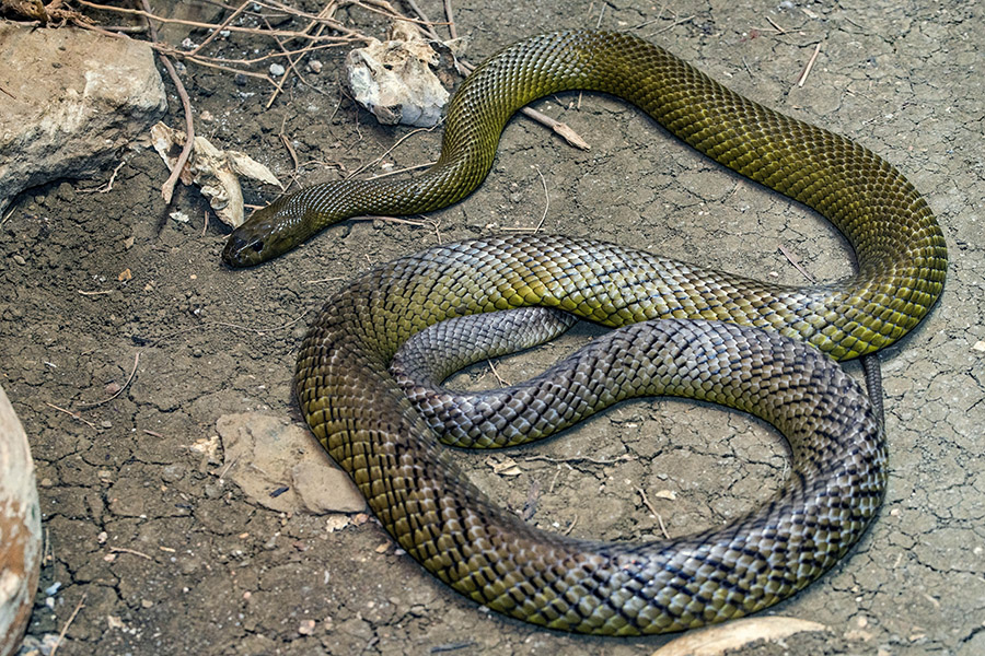 Australia Animals - Inland Taipan