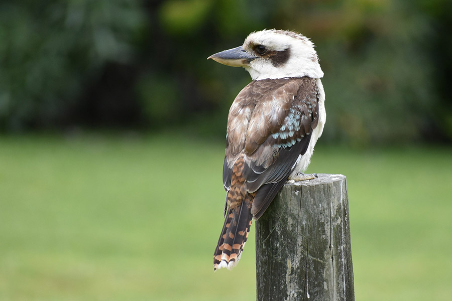 Australia Animals - Kookaburra