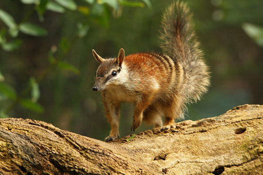 Australia Animals - Numbat