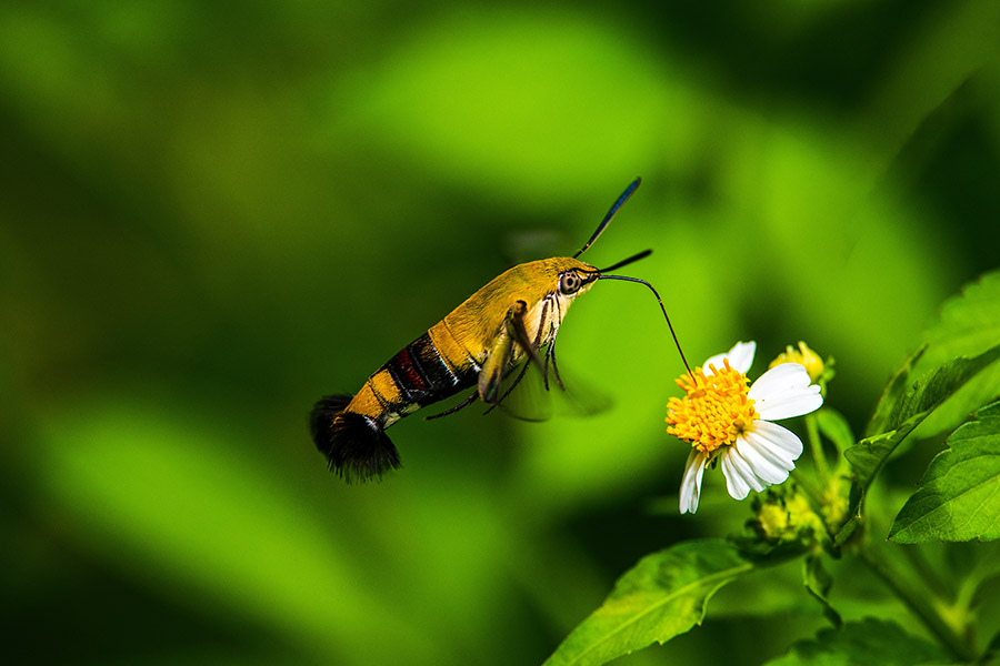 Australia Animals - Pellucid Hawk Moth
