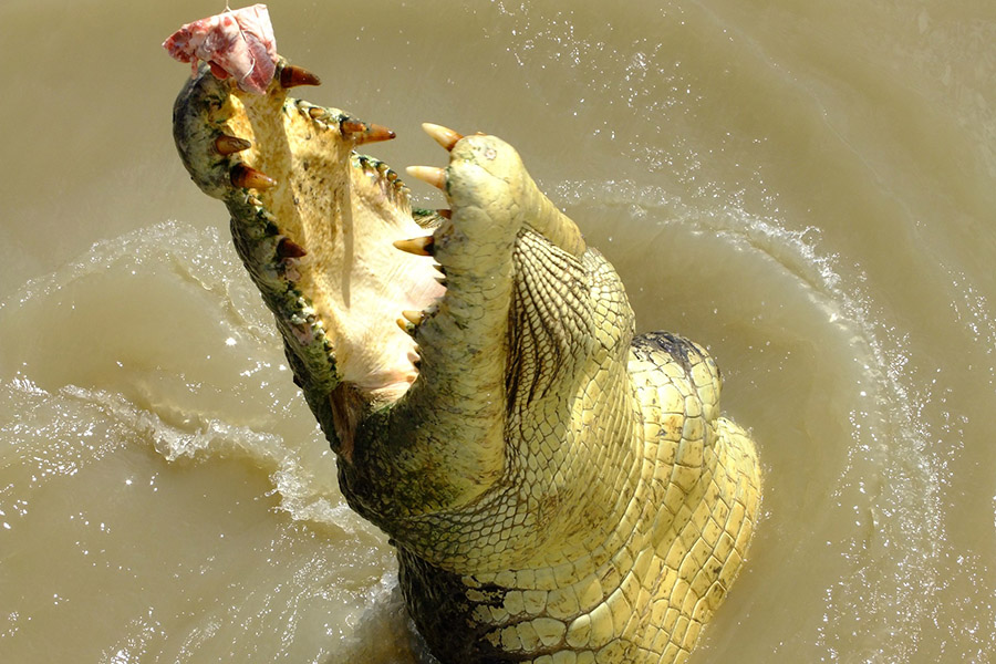 Australia Animals - Salty Water Crocodile