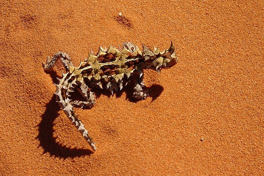 Australia Animals - Thorny Devil Dragon