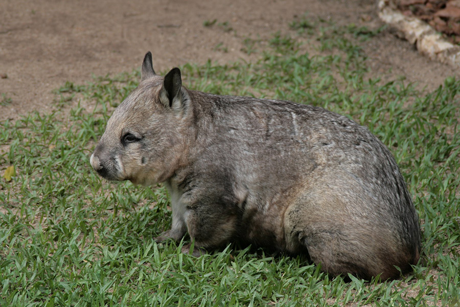 Australia Animals - Wombat