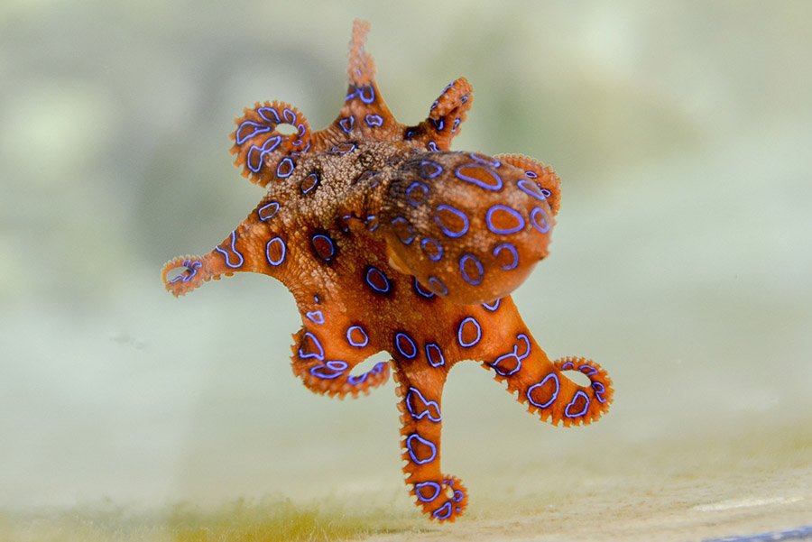 Blue-ringed Octopus