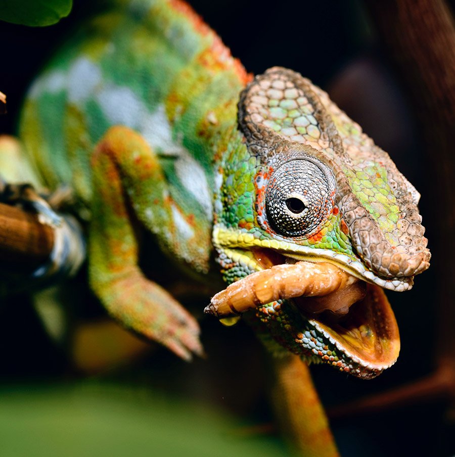 Chameleon eating worm