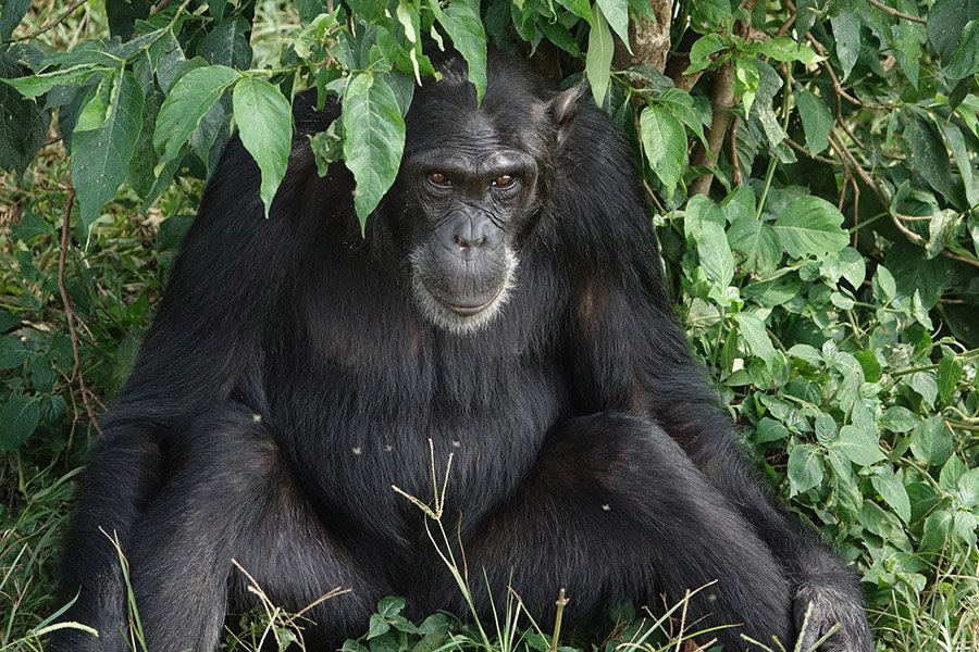 A chimpanzee