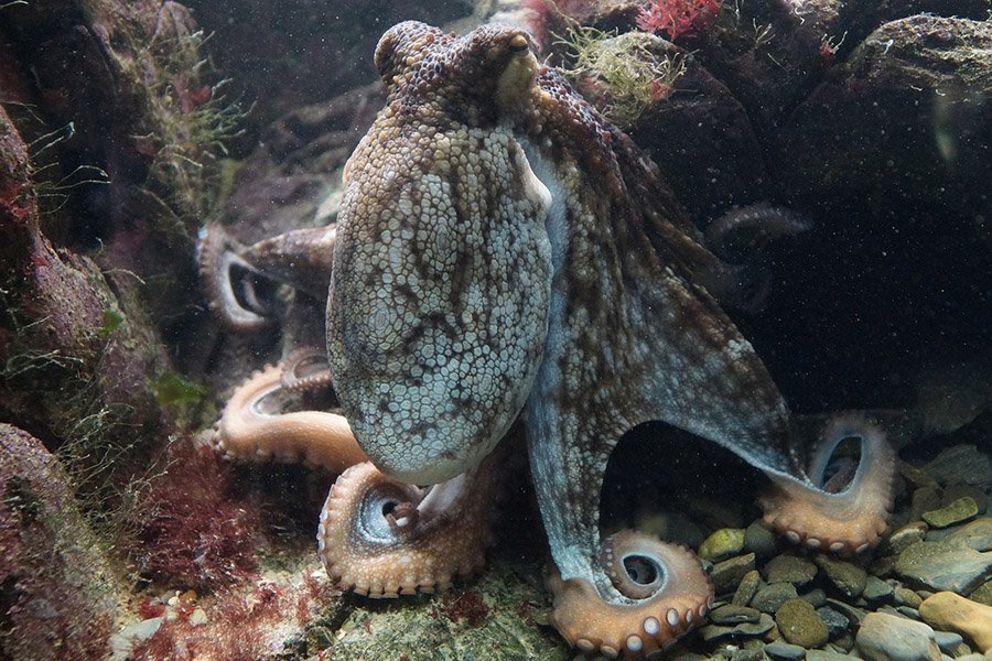 Common Octopus