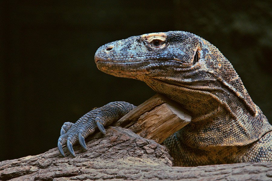Dangerous Komodo dragon