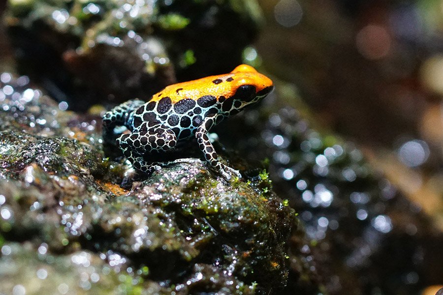Dangerous poison dart frog