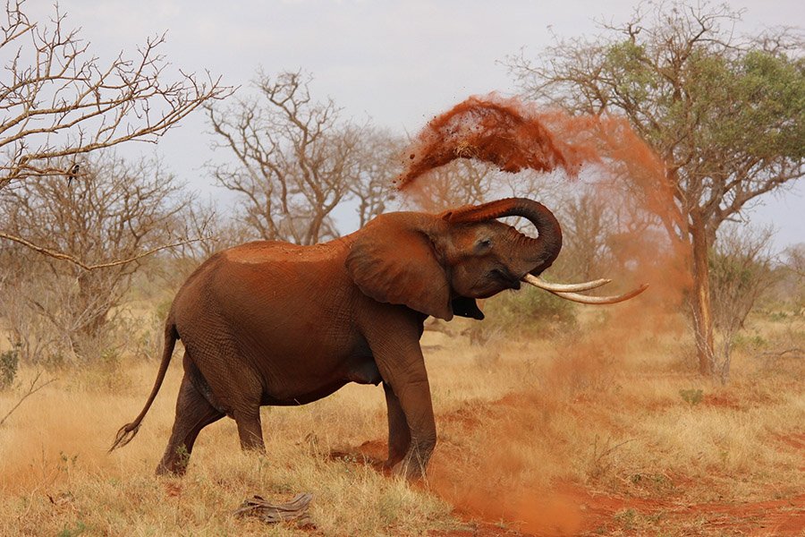 Elephant throwing dirt