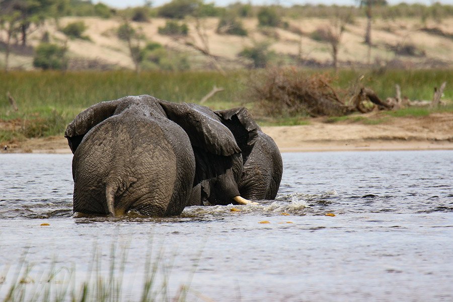 Elephants crossing a river