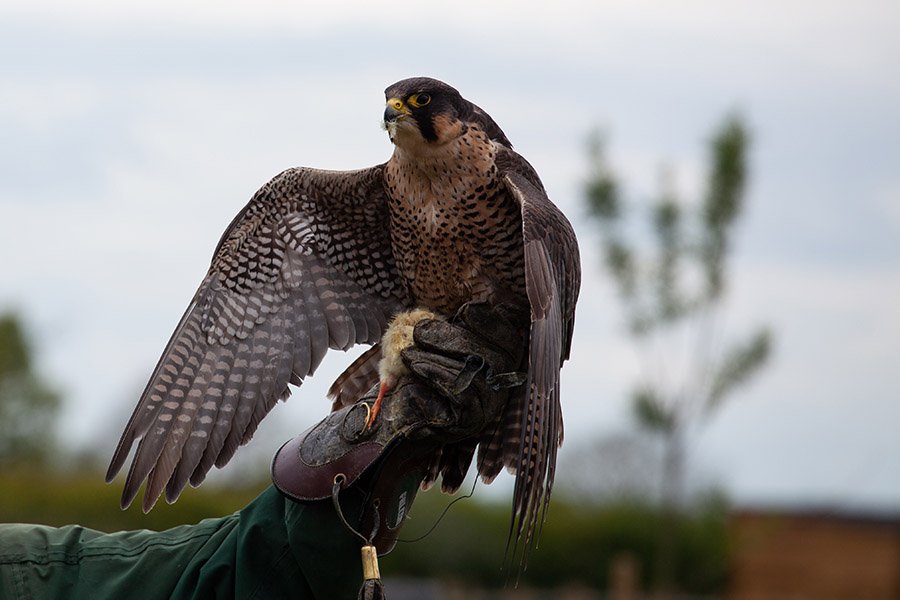 Falconry