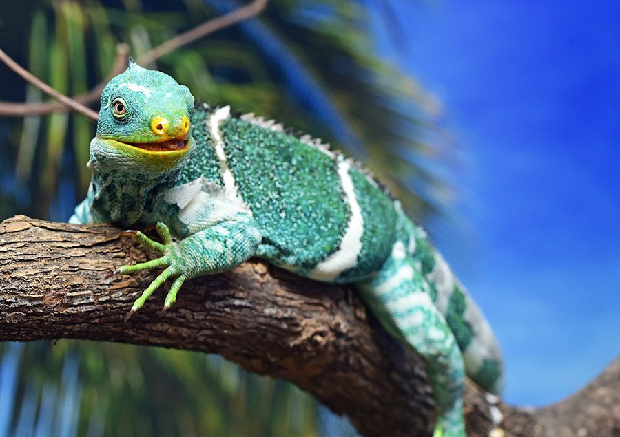 Fiji Crested Iguana