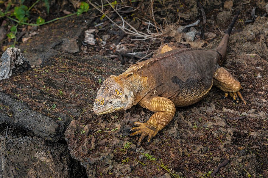 Galapagos land iguana