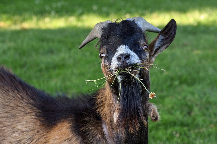 Goat eating grass