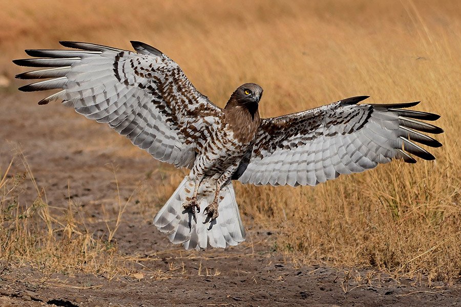 Hawk landing