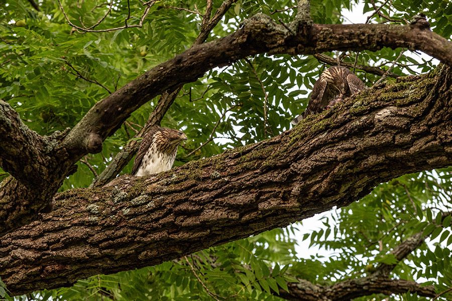 Hawks eating on tree
