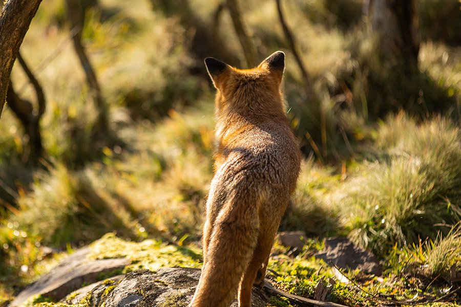 Kangaroo predators - Fox
