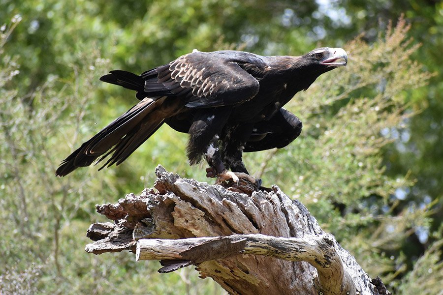 Kangaroo predators - Wedge-tailed eagle