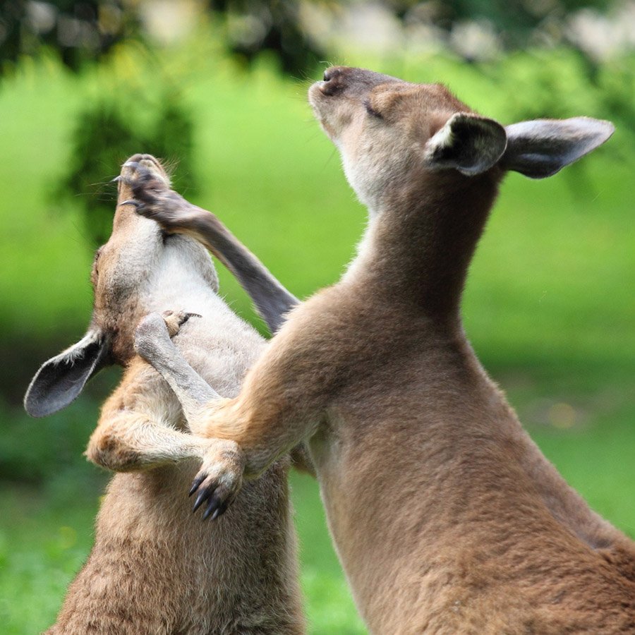 Kangaroos fighting