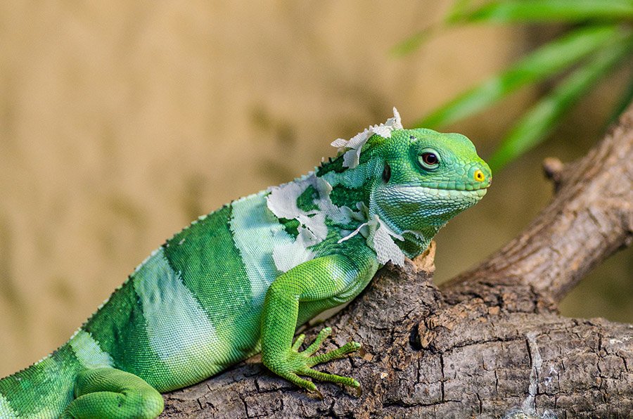 Lau banded iguana