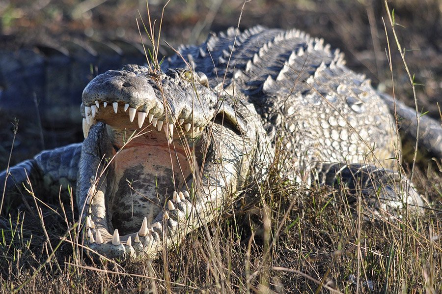 Lion predators - Crocodile
