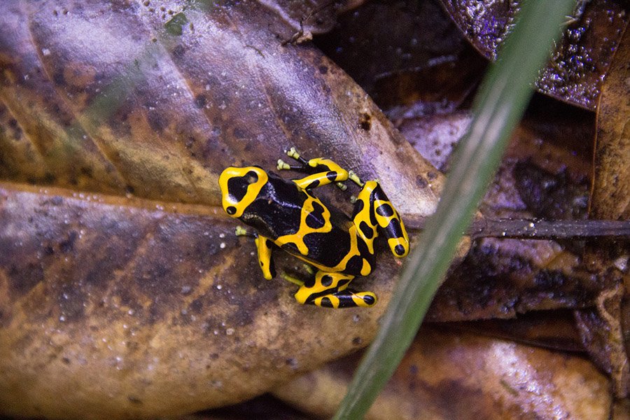 Poisonous frog