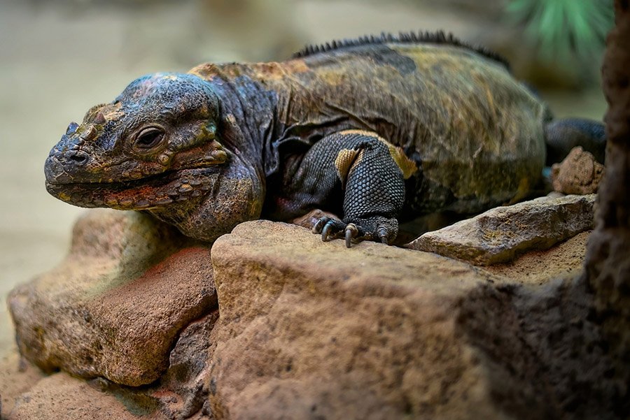 Rhinoceros iguana