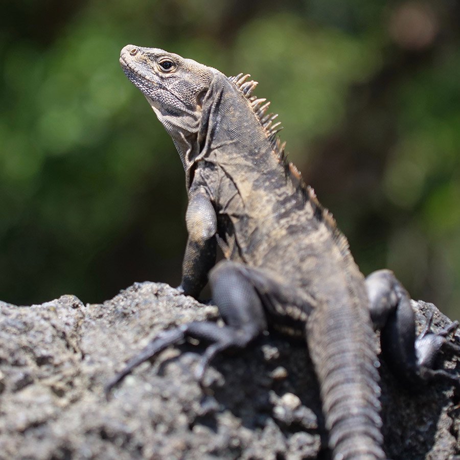 Spiny-tailed iguana