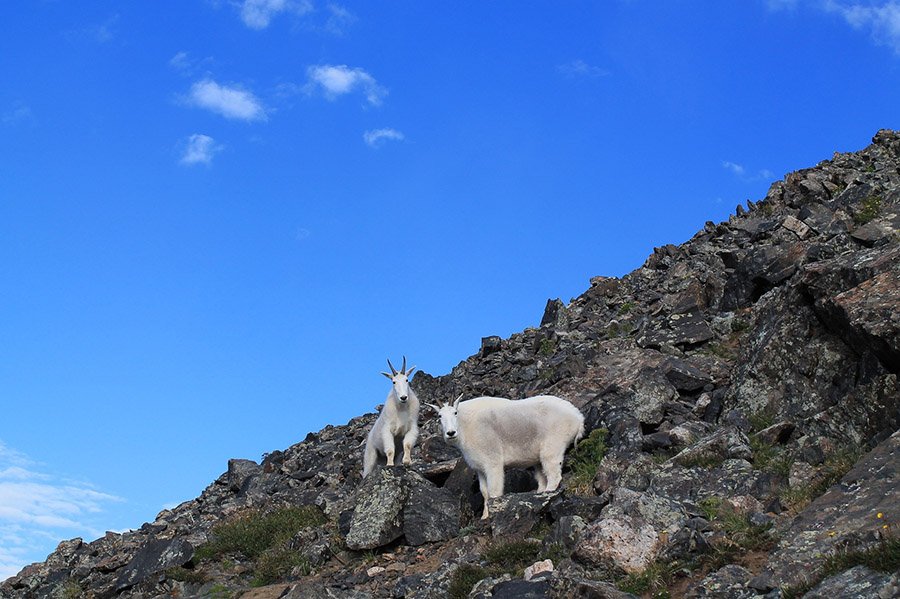 Two mountain goats