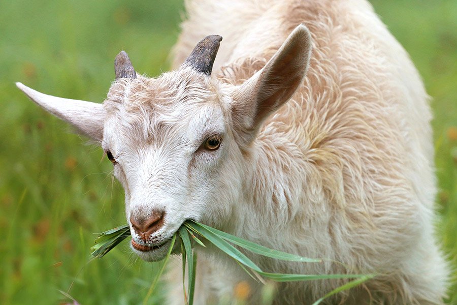 White goat eating grass