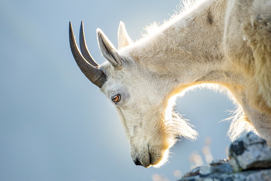 Wild goat with horns