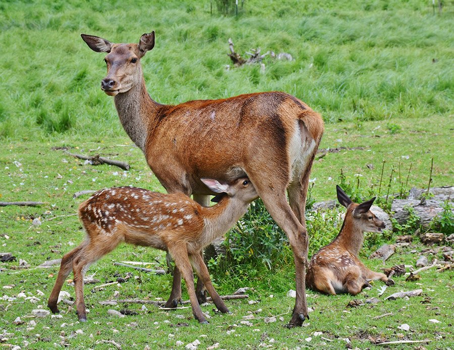 A deer with two fawns