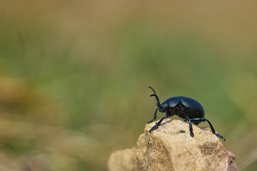 Aardvark diet - Beetle