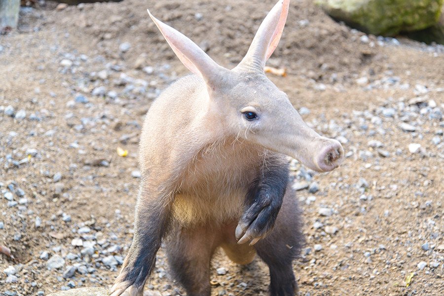 Aardvark on hind legs