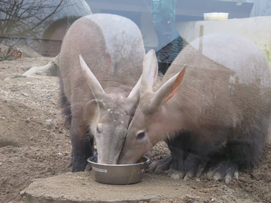 Aardvarks eating