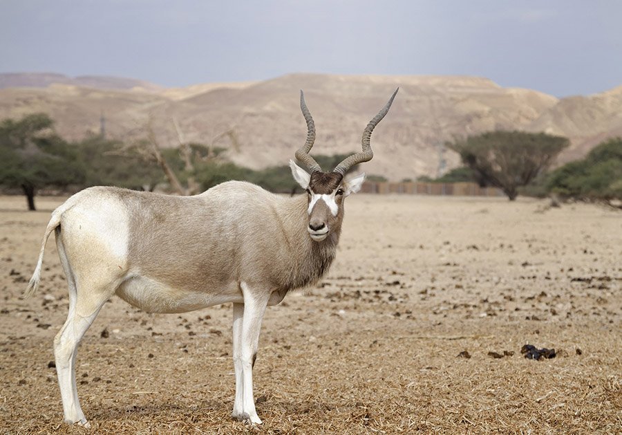 Addax in the desert