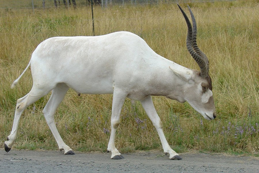 Addax walking