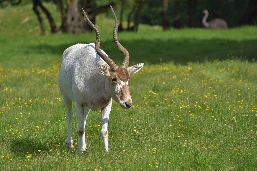 Addax