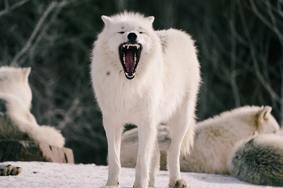 Agressive white wolf