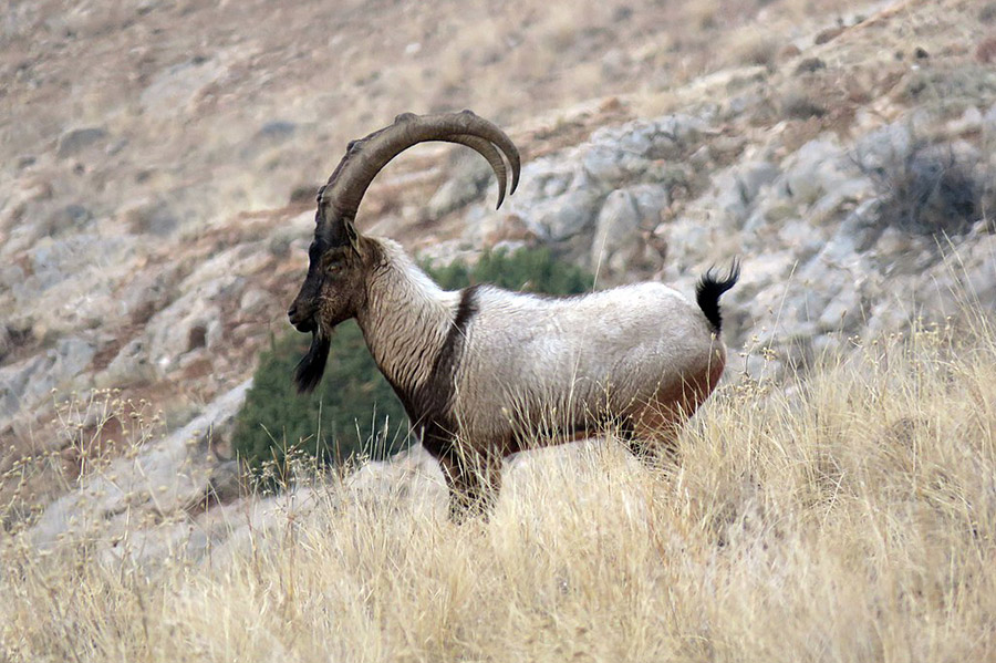 Armenia Animals - Armenian Bezoar Goat