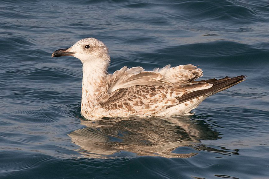 Armenia Animals - Armenian Gull