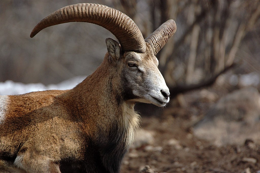 Armenia Animals - Armenian Mouflon