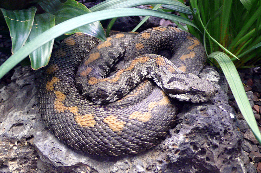 Armenia Animals - Armenian Viper